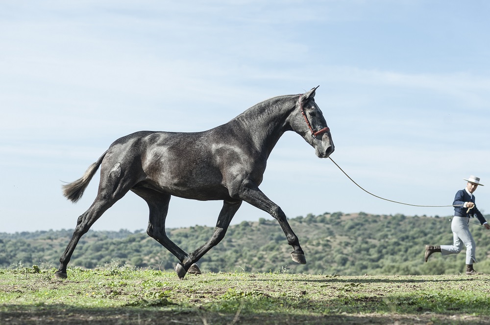 centro hipico el repique marbella​