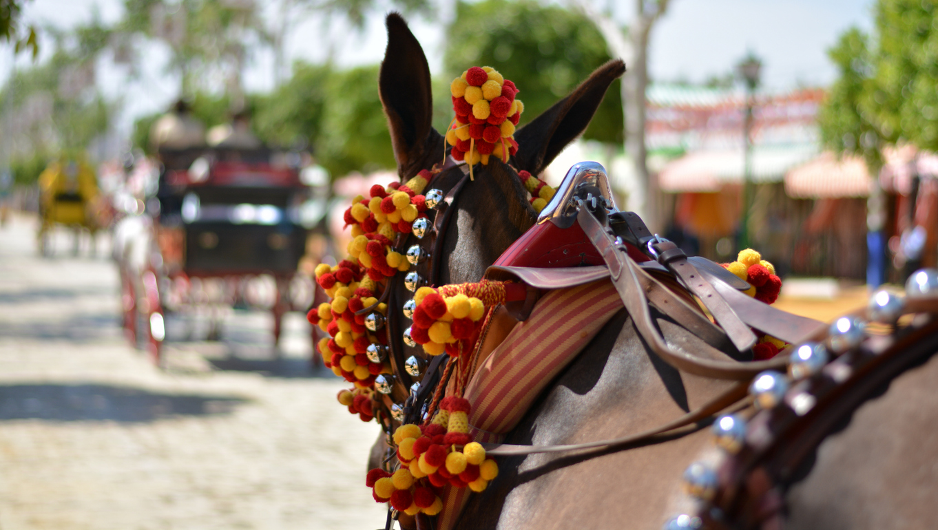 Foto de burro en feria de Ronda Pedro Romero