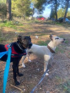 perro y parques marbella