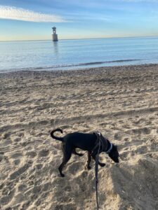 Marbella con perro