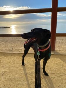 perro en marbella 