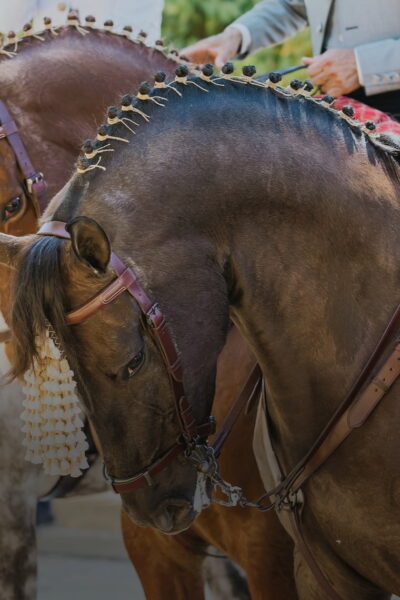 Tradition and Festivals