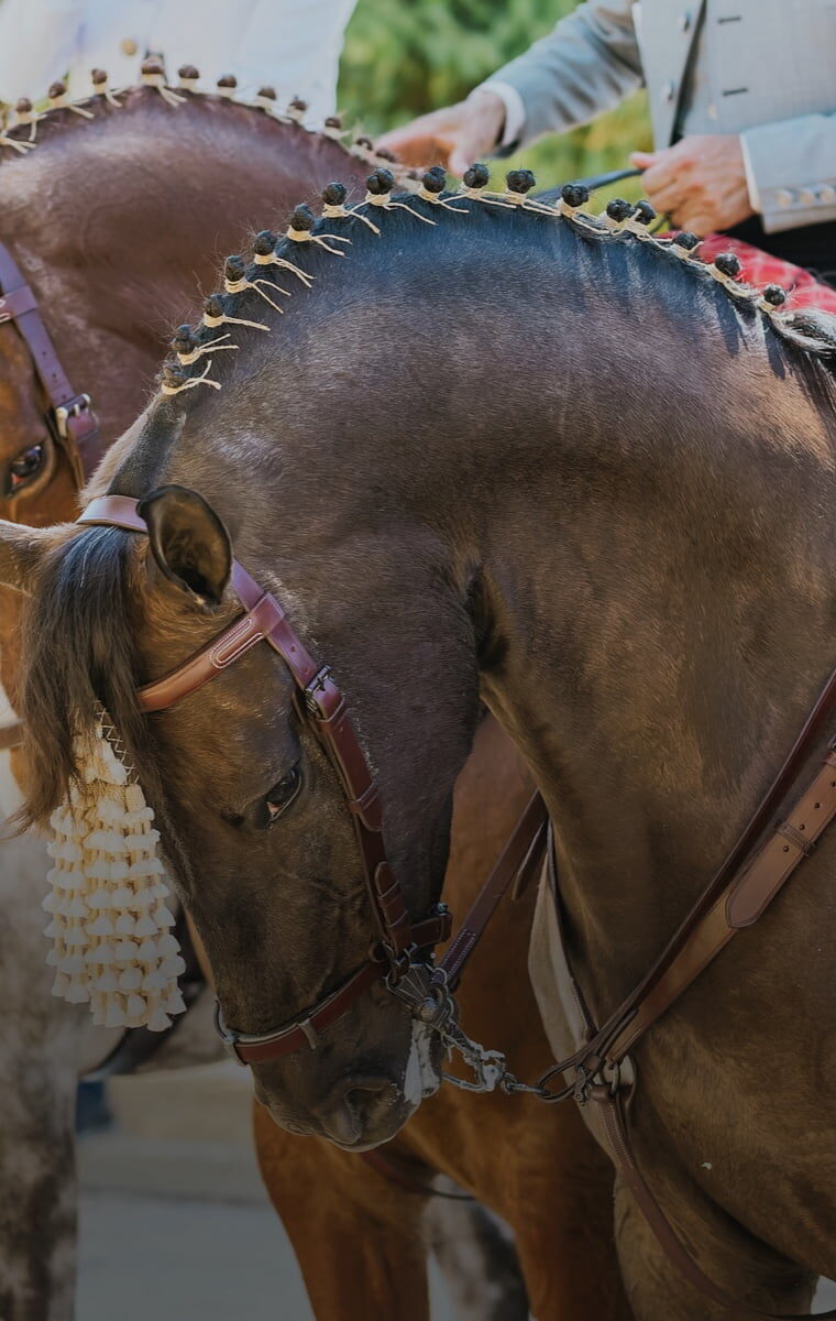 Tradition and Festivals