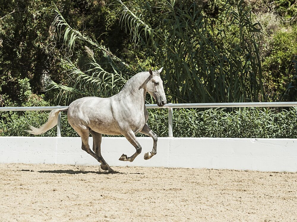 Centro hípico El Repique en Marbella​: para los amantes de la equitación