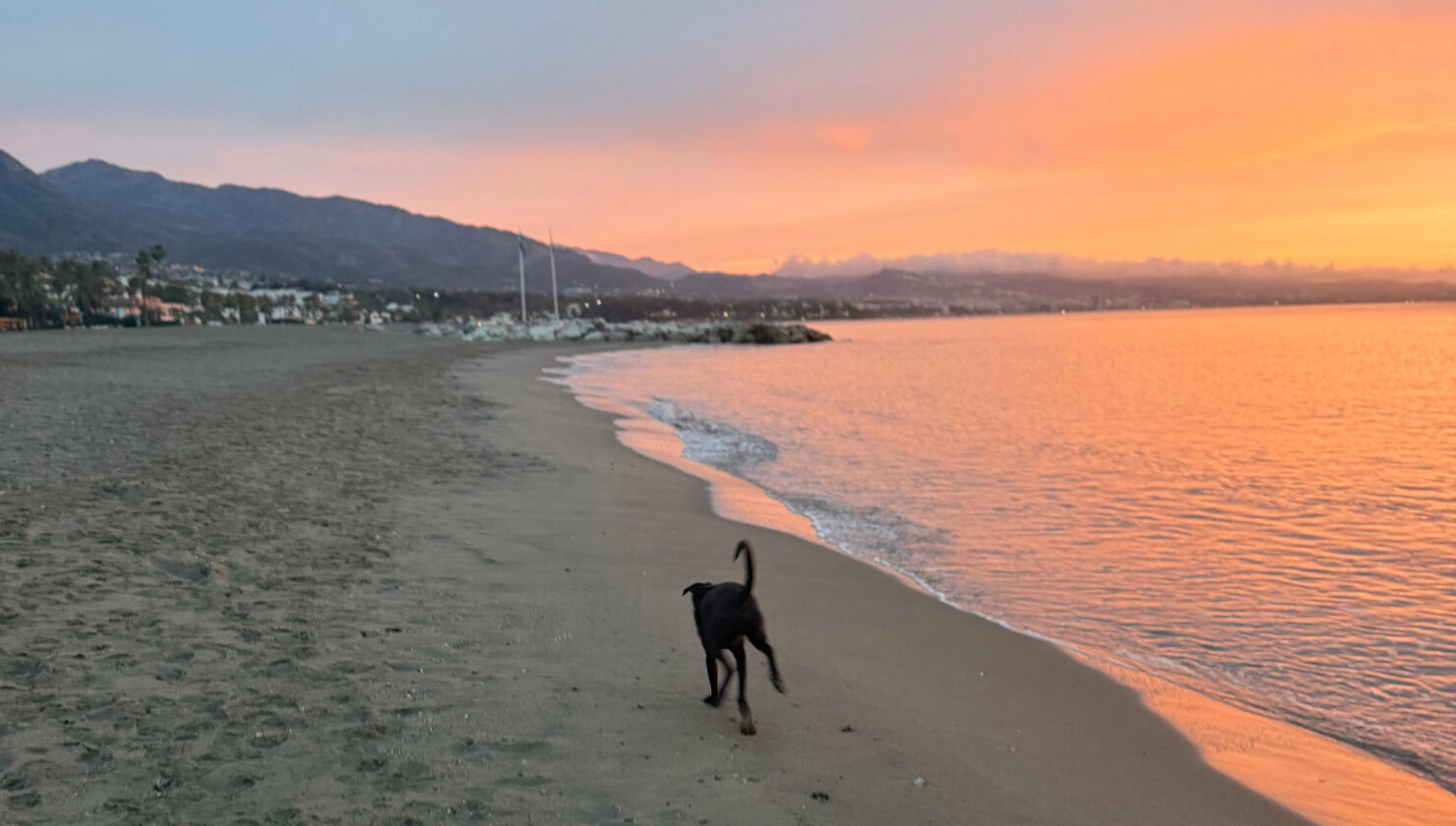 Marbella con perro: playas permitidas, restaurantes dog-friendly y los 3 paseos que tu perro va a adorar