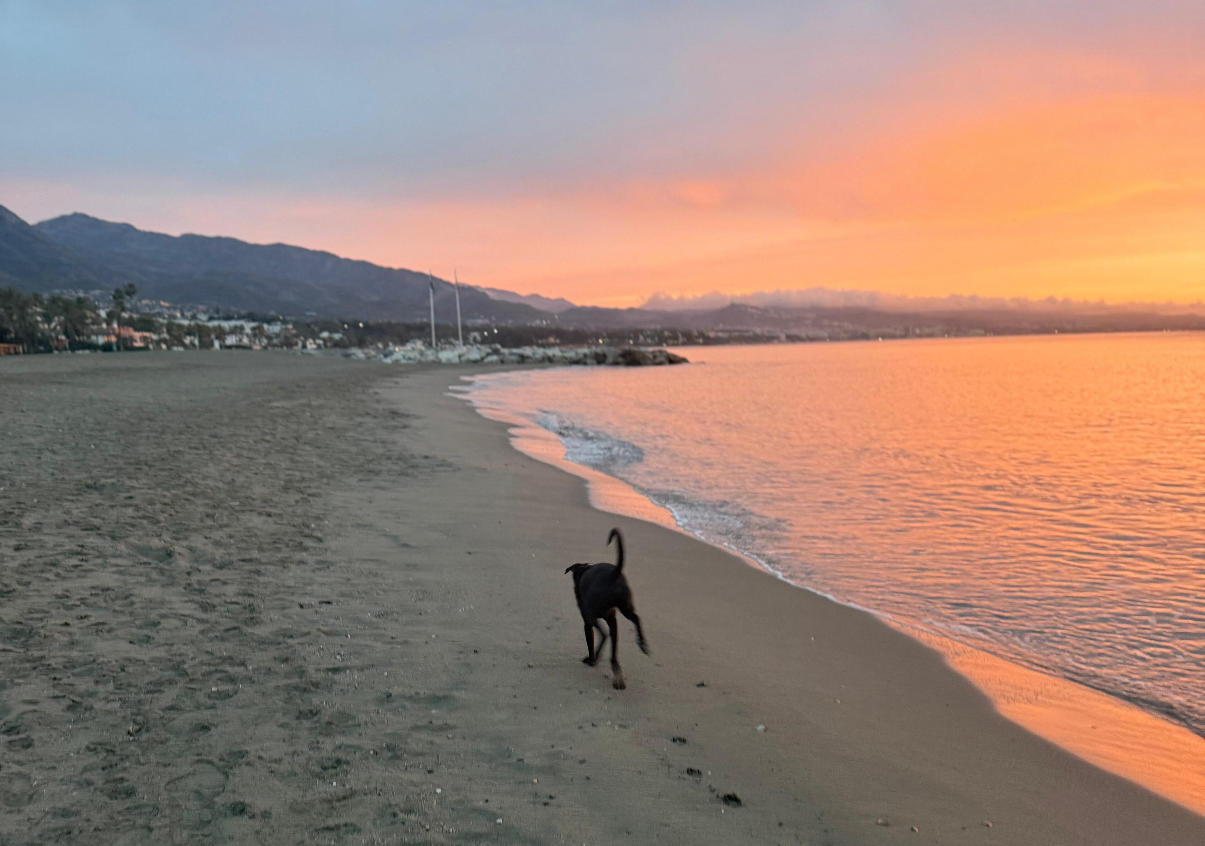 Marbella con perro: playas permitidas, restaurantes dog-friendly y los 3 paseos que tu perro va a adorar