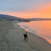 Marbella with your dog: dog-friendly beaches, restaurants and the 3 walks your dog will absolutely love